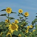 sonnig