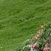 kleine Einheimische in der Ferne