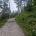 Aufstieg Fahrweg zur Haseneck
