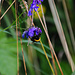 Tüchtige Hummel
