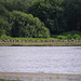 Gänsekolonie