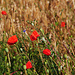 Schöner Mohn