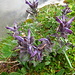 Bartsia alpina.