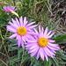  Astro delle Alpi (Aster alpinus).