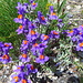  Linaria alpina.