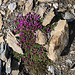 Blütenpracht auf 3000m: Gegenblättriger  Steinbrech (Saxifraga oppositifolia).