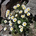 Alpen-Margeriten verschönern im unteren Teil den Schutthang