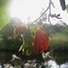 Spannendes Blatt und Knospe (für [u mong])