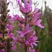 Blutweiderich (Lythrum salicaria)