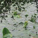 Gelbe Teichrose (Nuphar lutea)
