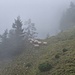 Sheep in the mist, die Mist machen