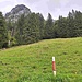 ..., den man erreicht, indem man hier gerade die Weide empor steigt und sich kurz vor ihrem Ende nach links in die Bäume schlägt