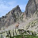 <b>A 2300 m di quota mi imbatto in uno stambecco, per nulla intimorito, che si lascia fotografare tranquillamente.</b>