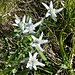 die schönste Bergblume, das Edelweiss; begleitete uns über die erste Hälfte der Grattour...