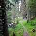 nach dem Weiler Volovron wandern wir ca. 1 Stunde durch den Wald hoch bis zur Alp L'A Vieille