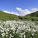 Wollblumen kurz vor der Carschinahütte