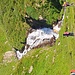 In questo punto conviene portarsi dall'altra parte del torrente e risalire senza sentiero per evitare guadi a monte che in caso di piene potrebbero risultare antipatici.