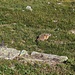 Murmeltier bei der Alp Suvretta.