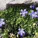 der krönende Abschluss - mit Alpenblumen ...