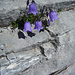 Glockenblumen an der Vorderspitze