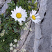 Alpen-Wucherblumen, darunter Alpen-Augenwurz in der oberen WNW-Rinne