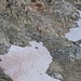 Dabei sichteten wir einiges an Wildtieren, hier eine Gemse, später ein Rudel Steingeissen auf dem Grat vom Piz dal Val, da war ich aber zu spät mit der Kamera