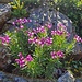 Blumenstrauss.