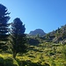 am Schluss sind es Zirben und letzte Lärchen, im Blick das Tagesziel, die Vordere Rotspitze...