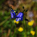 Glockenblume