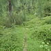 weiter durch den Wald...