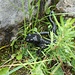 Etliche Alpensalamander waren unterwegs, feucht genug war es ja :-)