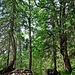 Wir umwanderten den See entgegen dem Uhrzeigersinn. Muss man aber nicht. Es gibt mindestens noch eine zweite Möglichkeit. Ein hübscher Weg führt hier durch den Wald, vorbei an kleinen und großen Felsen, Richtung Nordwesten. 