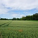 fruchtbar