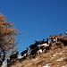 Chèvres sous le Monte Alom