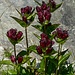 Roter Enzian am Wegrand...