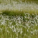 wir passieren eine schöne Wiese mit Wollgras...