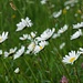 Bleame am Wegesrand