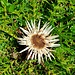 Silberdistel!