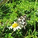 Melanargia galathea<br />Nymphalidae<br /><br />Galatea<br />Demi-deuil<br />Schachbrett 