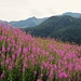 Distesa di Epilobium angustifolium