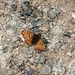 Boloria selene<br />Nymphalidae<br /><br />Selene<br />Petit collier argenté<br />Braunfleckiger Perlmuttfalter