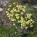 Saxifraga exarata Vill.<br />Saxifragaceae<br /><br />Sassifraga solcata <br /> Saxifrage sillonnée <br />Gefurchter Steinbrech