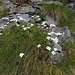 Achillea erba-rotta All.<br />Asteraceae<br /><br />Millefoglio<br />