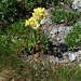 Sempervivum montanum L.<br /><br />Crassulaceae<br /><br />Semprevivo montano<br /> Joubarbe des montagnes <br /> Berg-Hauswurz<br /><br /><br /><br />