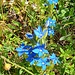 Gentiana utriculosa L.<br />Gentianaceae<br /><br />Genziana alata <br />Gentiane à calice renflé <br />Aufgeblasener Enzian, Schlauch-Enzian