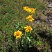 Arnica montana L.<br />Asteraceae<br /><br />Arnica <br />Arnica<br />Arnika, Wohlverleih