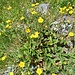 Potentilla grandiflora L.<br />Rosaceae<br /><br />Cinquefoglie trifogliata <br />Potentille à grandes fleurs <br /> Grossblütiges Fingerkraut