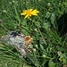 Senecio doronicum (L.) L.<br />Asteraceae<br /><br />Senecione mezzano <br /> Séneçon doronic <br /> Gämswurz-Greiskraut, Gämswurz-Kreuzkraut