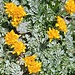 Senecio incanus L.<br />Asteraceae<br /><br />Senecione biancheggiante <br /> Séneçon blanchâtre <br />Graues Greiskraut, Graues Kreuzkraut