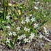 Minuartia recurva (All.) Schinz & Thell.<br />Caryopyllaceae<br /><br />Minuartia ricurva <br />Minuartie recourbée <br />Krummblättrige Miere